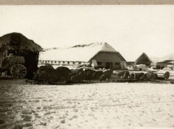 Фотография. Свиньи у свинарника в Ставропольской психиатрической колонии. 1930-е гг. Из фотоальбома главного врача А.Я. Доршта 1939 г.